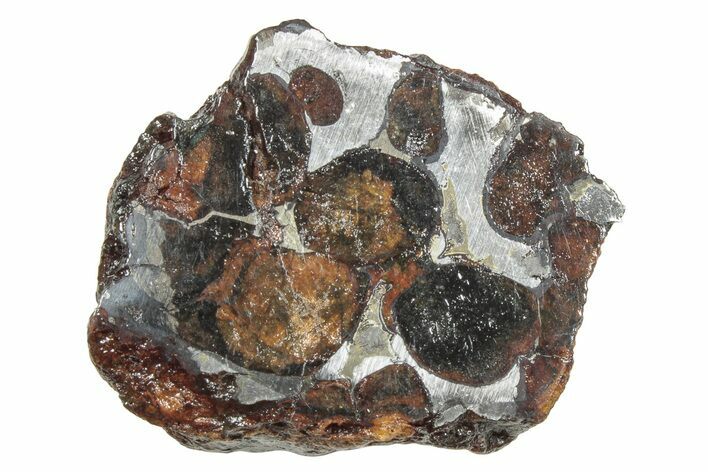 Polished Sericho Pallasite Meteorite ( g) - Kenya #247150